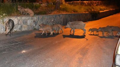 Megakentte domuz avı!