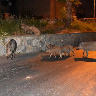 Megakentte domuz avı!