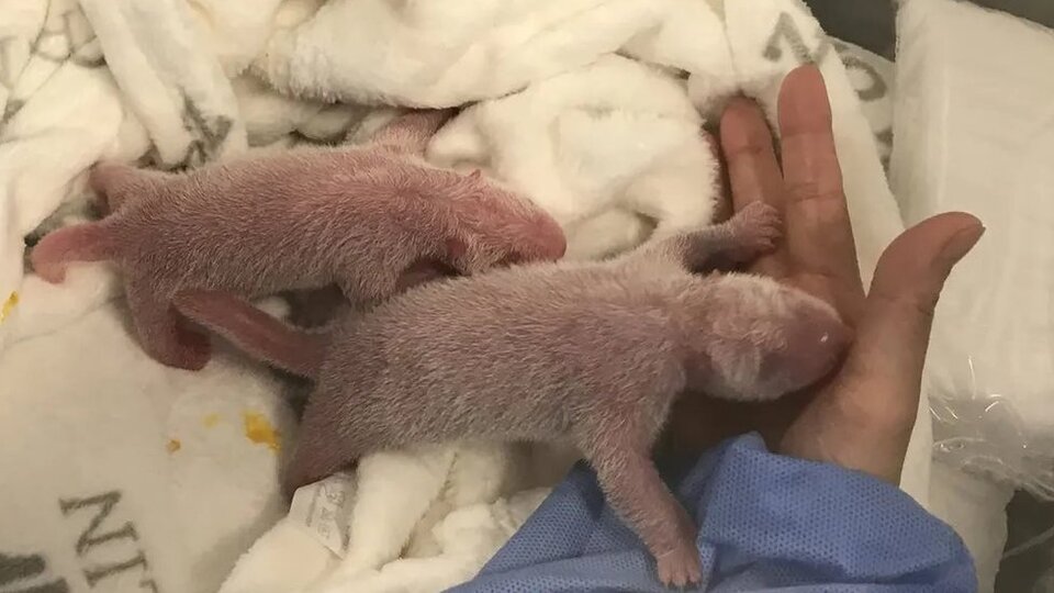 Almanya'nın ilk pandaları doğdu!