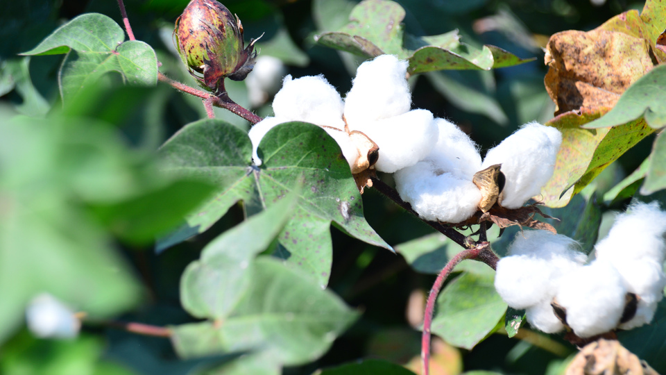 Pamuk üreticileri prim desteği istiyor