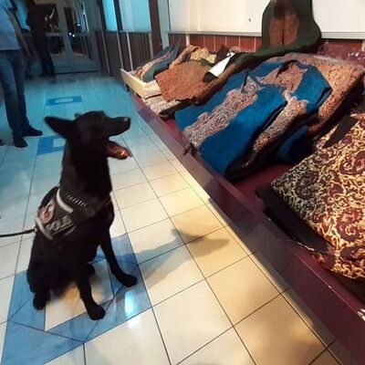 Osmanlı kaftanlarıyla akılalmaz plan! Şeytanın aklına gelmez