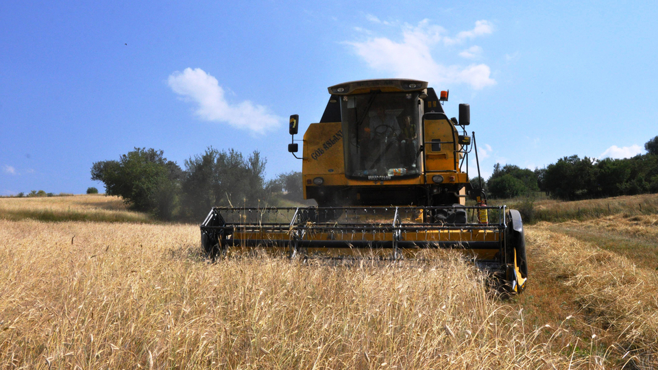Siyez buğdayında verim arttı