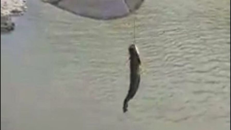 Oltayla tuttu, kepçeyle çıkardı!