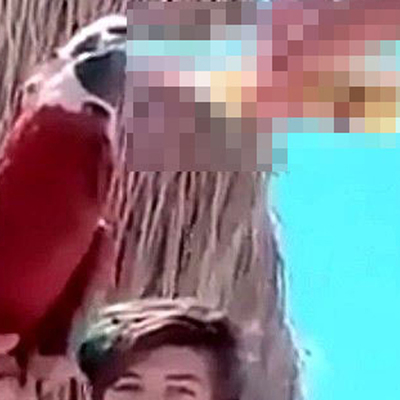 Papağana öyle bir şey yaptılar ki! Bu nasıl eğlence!