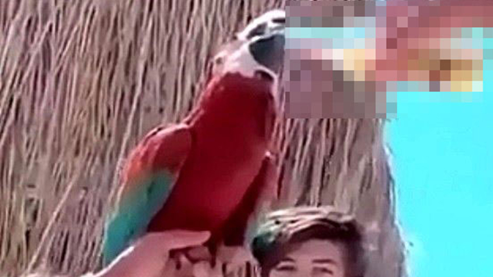 Papağana öyle bir şey yaptılar ki! Bu nasıl eğlence!