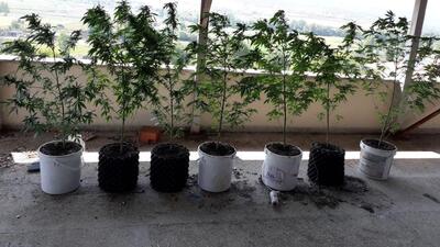 Balkonu kenevir bahçesi yapmış