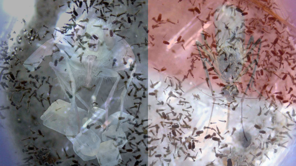 Sayıları artıyor, İstanbullu tedirgin!