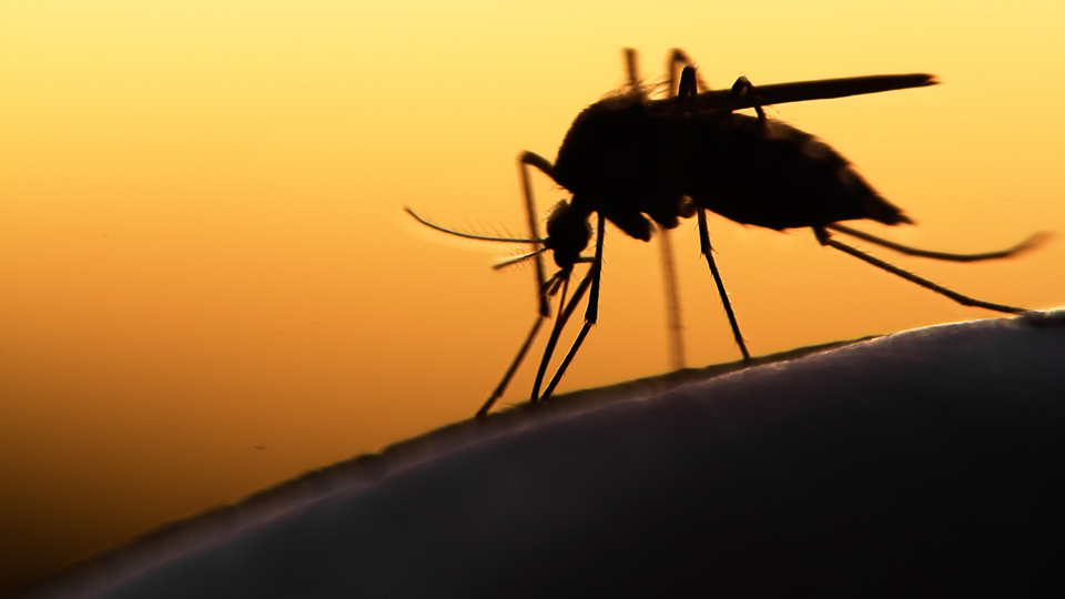 Sivrisinekler en çok o kişileri ısırıyor!