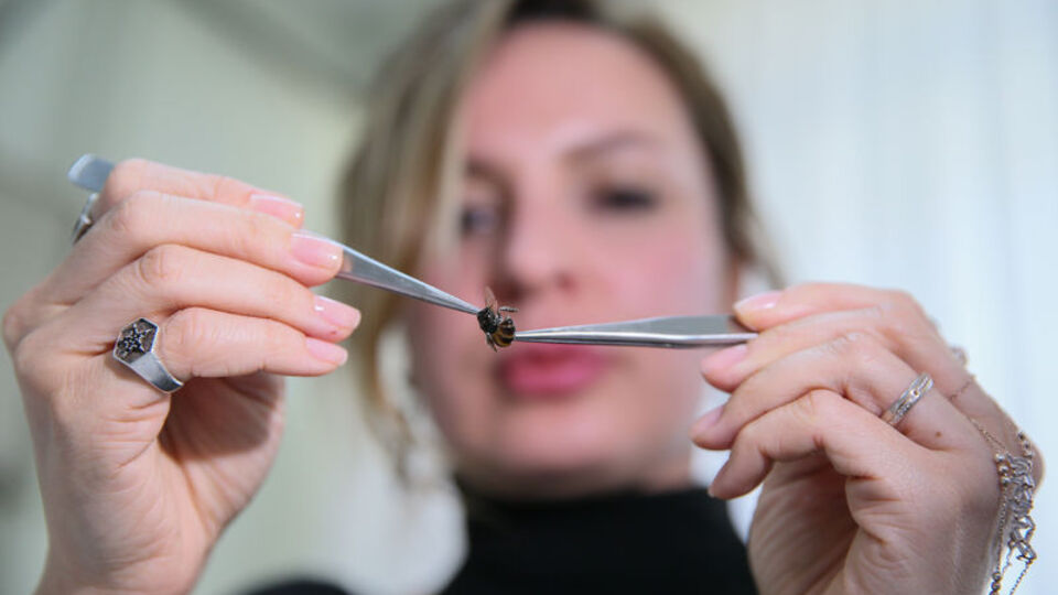 Arı sokmasına ne iyi gelir?