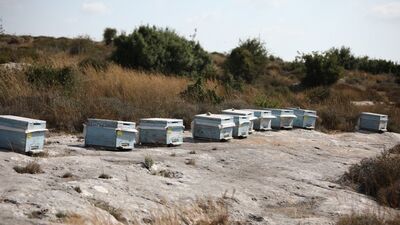 Ölümle biten hırsızlık planı! Yüzlercesinin saldırısına uğradı