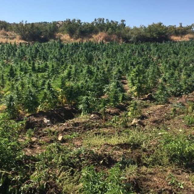 Diyarbakır'da 6 milyon kök hint keneviri ele geçirildi