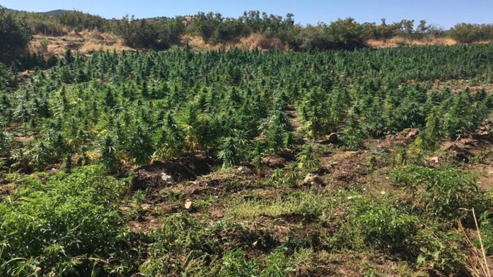 Diyarbakır'da 6 milyon kök hint keneviri ele geçirildi