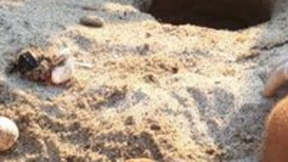 Bir anda kumun altından çıkmaya başladılar!