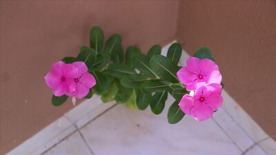 Beton duvarda çiçek şaşırtıyor