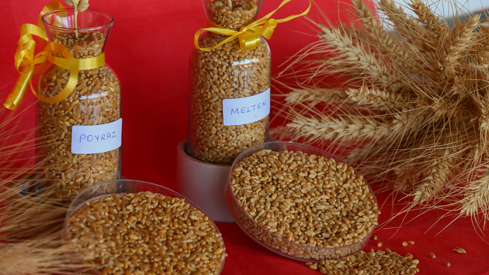 Buğdayda iki yeni yerli çeşit