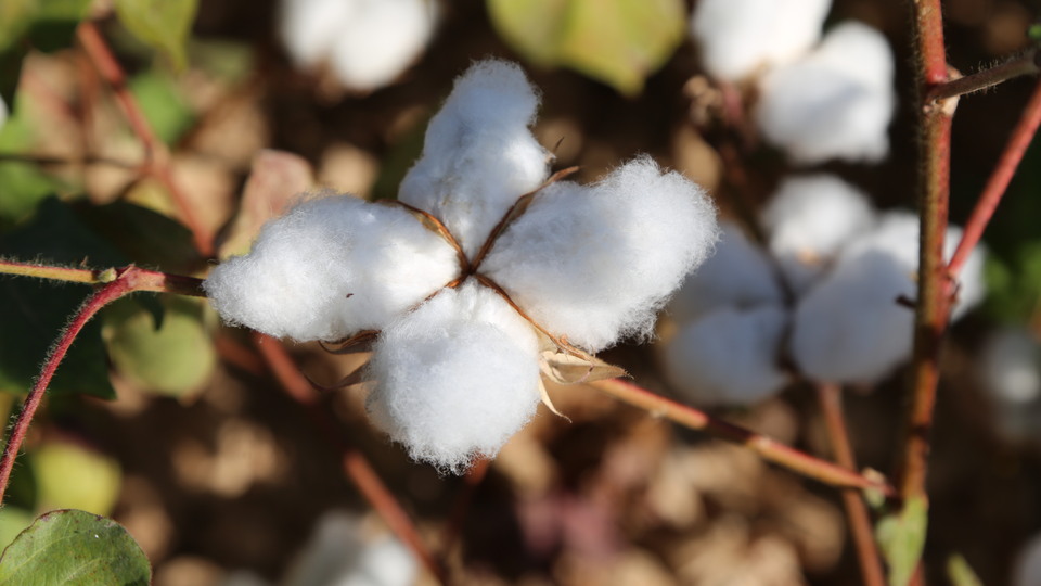 "Beyaz altın"da hasat zamanı