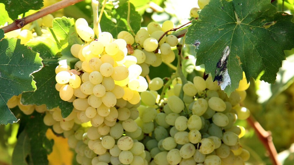 Yaş sebze meyve ihracatına Akdeniz damgası