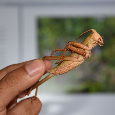 'Et yiyen büyük çekirge'nin bir türü!