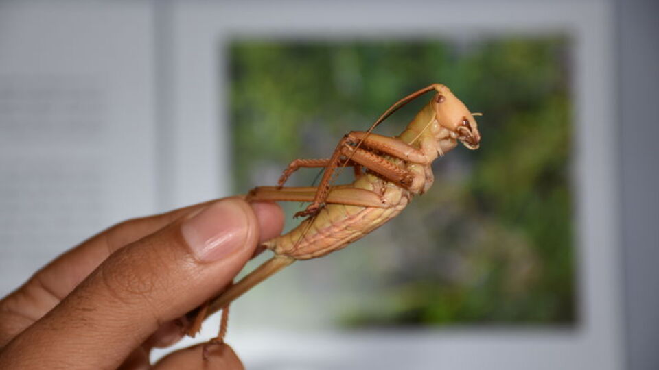 'Et yiyen büyük çekirge'nin bir türü!