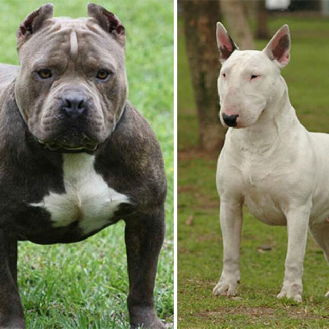 Valilik duyurdu! Bu köpekleri besleyenlere para cezası