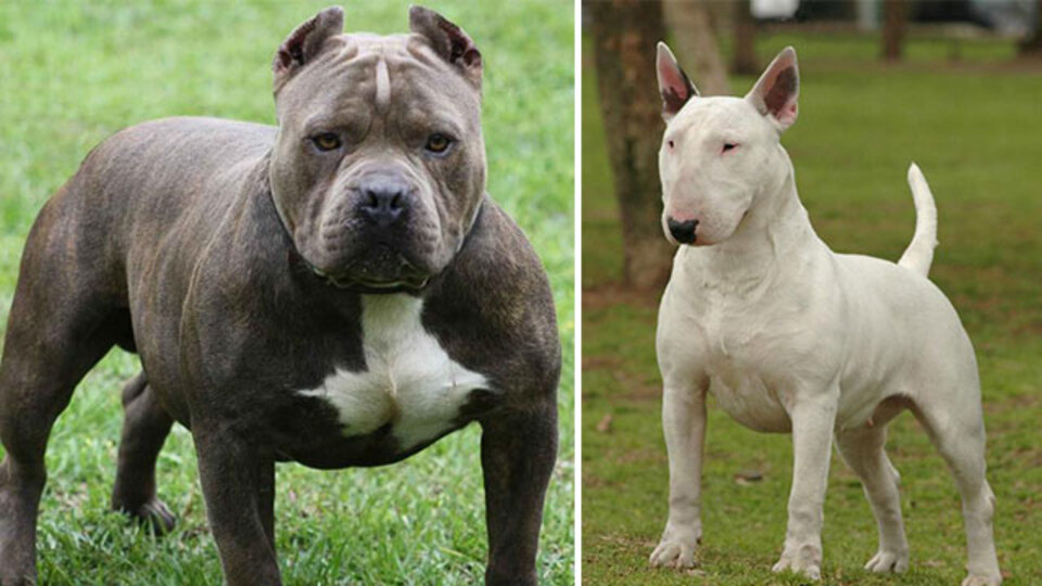 Valilik duyurdu! Bu köpekleri besleyenlere para cezası