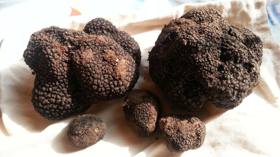 Kilosu servet olan mantar bulundu