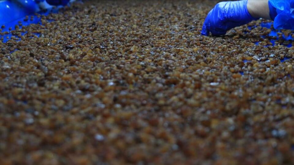 Kuru üzüm alımı 10 Eylül'de başlıyor