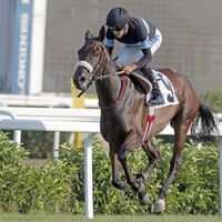 Jokey lisansı ihalesine model aranıyor