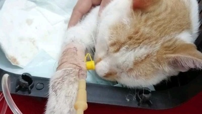 Bunu yapan insan olamaz! Kedinin kanıyla duvara yazı