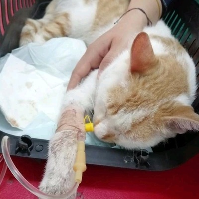 Bunu yapan insan olamaz! Kedinin kanıyla duvara yazı