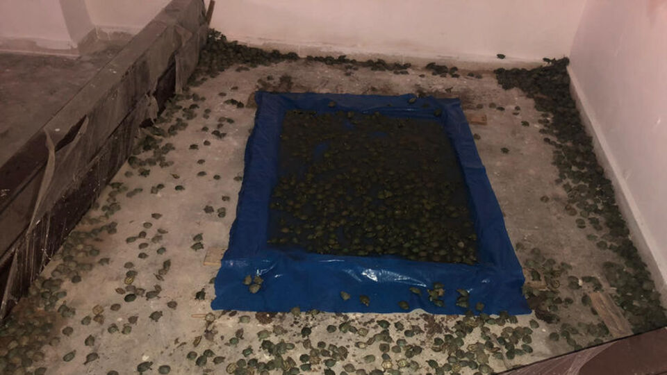 Sınır kapısında ele geçirildi! 2 bin 500 adet