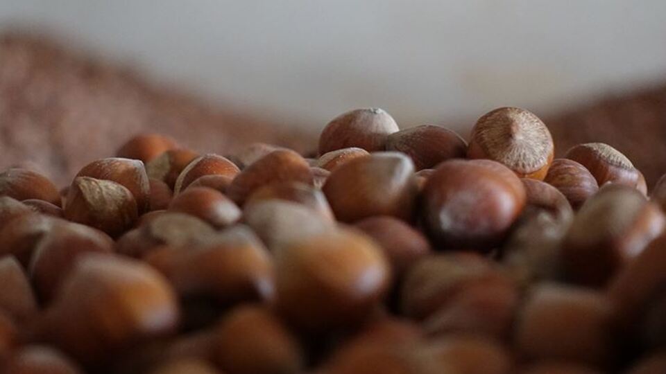 FİSKOBİRLİK, TMO adına alımlara başlıyor