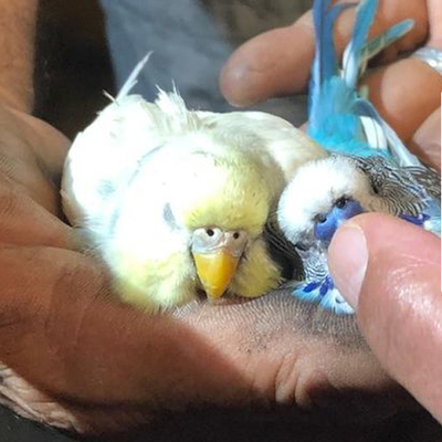 Alevlerin arasında büyük insanlık!