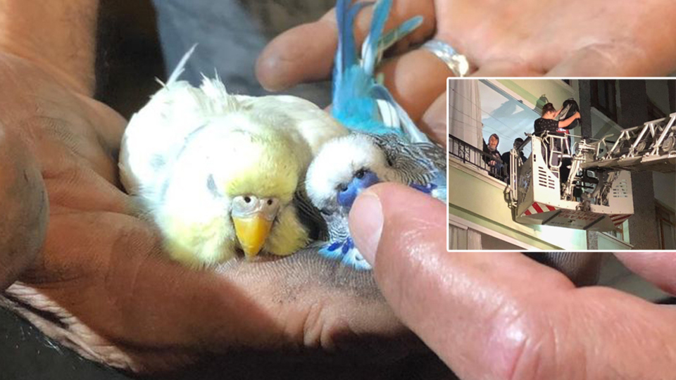 Alevlerin arasında büyük insanlık!