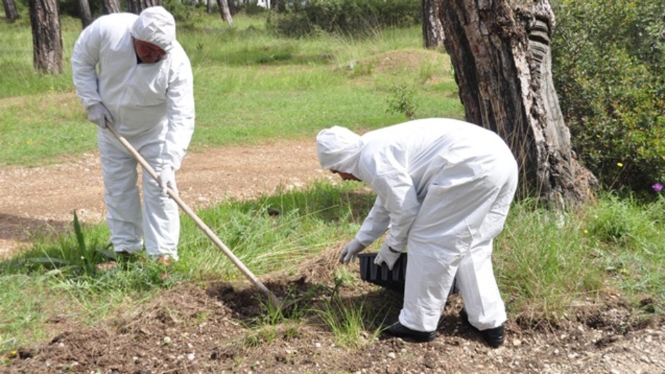Ormanlar "terminatör böceklere" emanet
