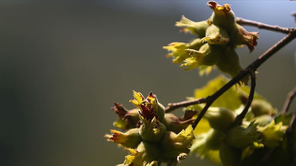 Ticaret borsalarında 326 bin ton fındık işlem gördü