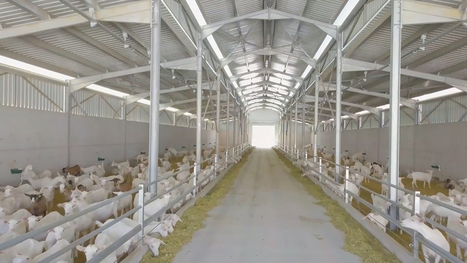 30 milyon TL yatırımla keçi çiftliği kurdu