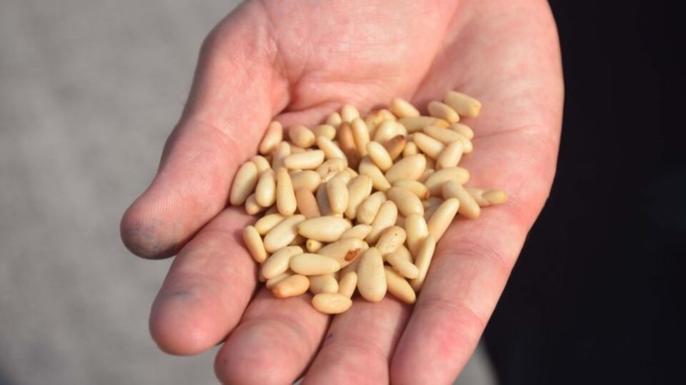 Çam fıstığının faydaları nelerdir?