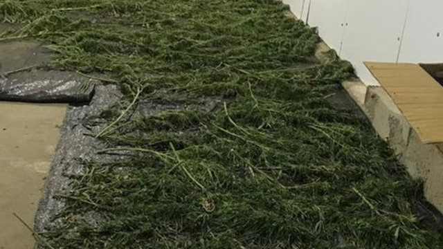 Manisa'da 23 kilo esrar ele geçirildi