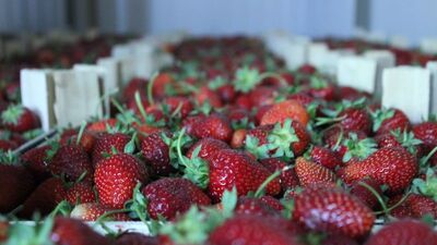 Çileğin faydaları nelerdir?