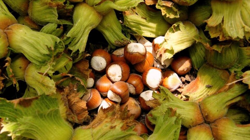 Fındık fiyatının düşüş nedenleri açıklandı