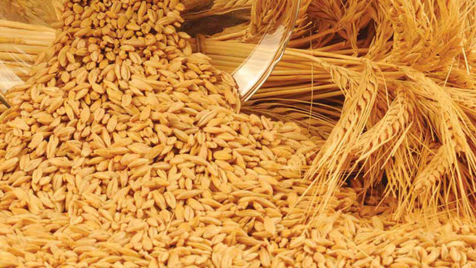 200 bin ton yemlik arpa ithal ediliyor