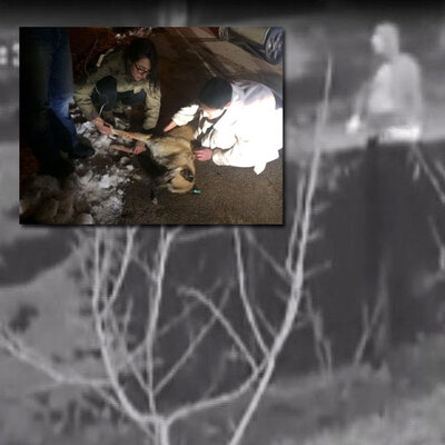 Kedi ve köpekleri zehirleyen doktora hapis