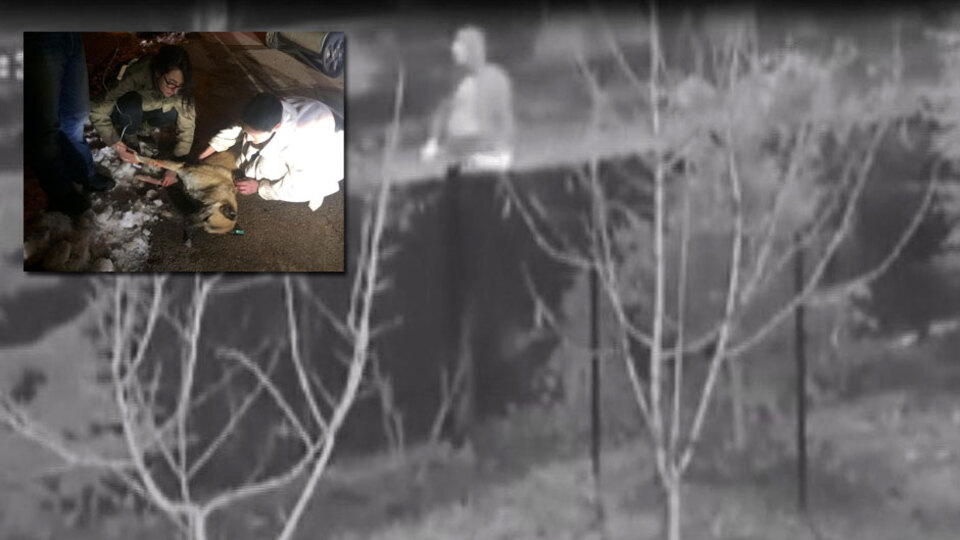 Kedi ve köpekleri zehirleyen doktora hapis