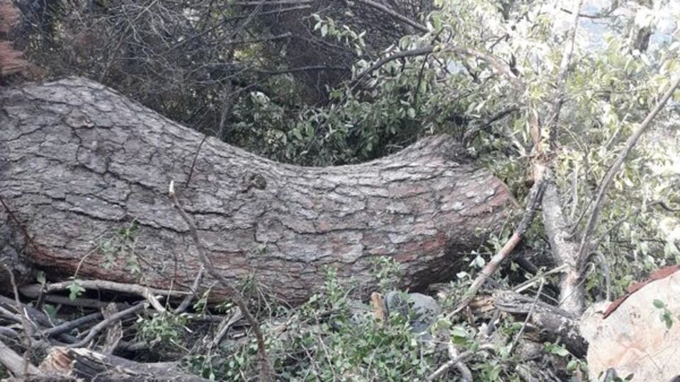 Kestiği ağaç üzerine düşünce hayatını kaybetti