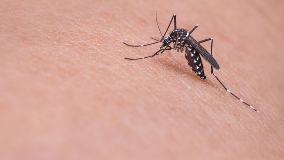 Filipinler'de dang humması salgını