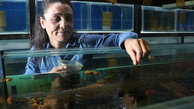 Evde balık üreterek para Kazanma