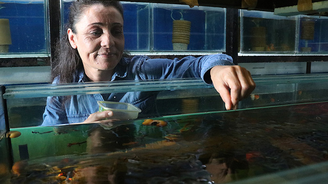 Evde balık üreterek para Kazanma