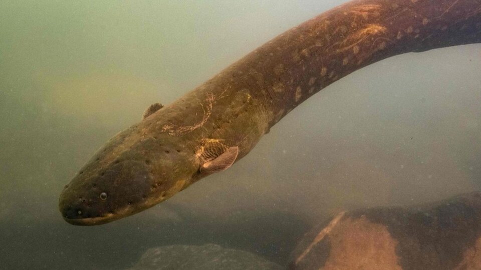 860 volt elektrik üretebilen yeni bir yılan balığı türü keşfedildi