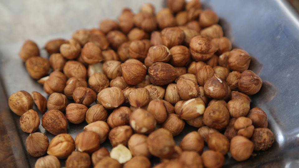 FİSKOBİRLİK TMO adına fındık alımına başladı